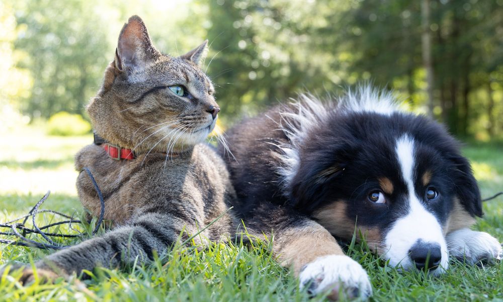 Pet Adoption
