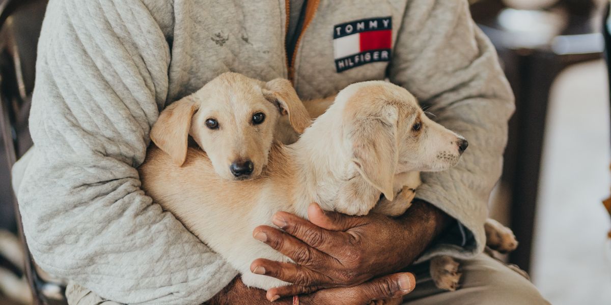 Weekend d’adoption d’animaux | Bagatelle Mall